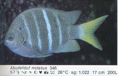Abudefduf notatus